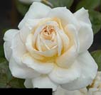 White Realistic Rose